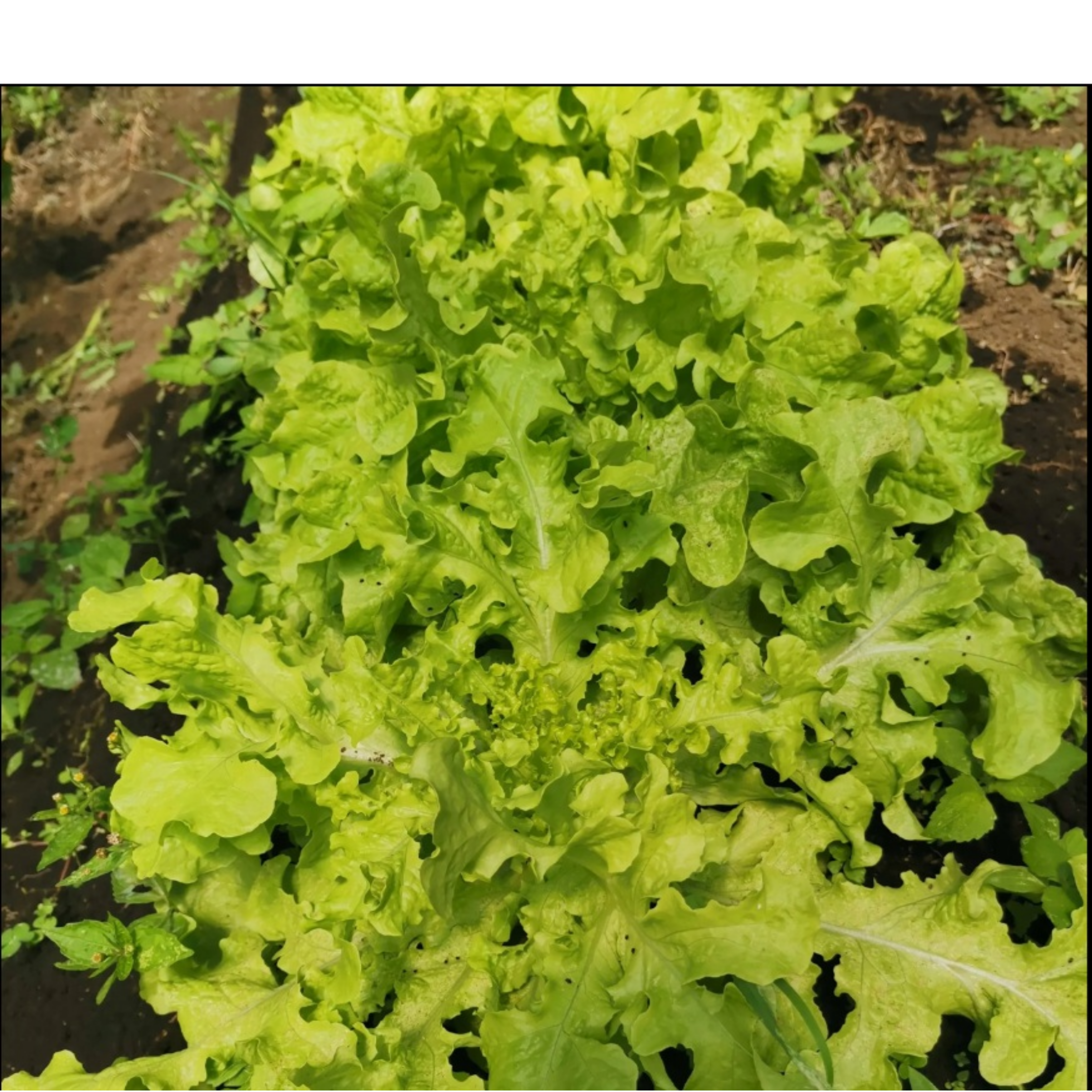 Semillas de Lechuga Salad Bowl