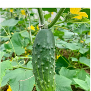 Cucumber Super Customer Seeds