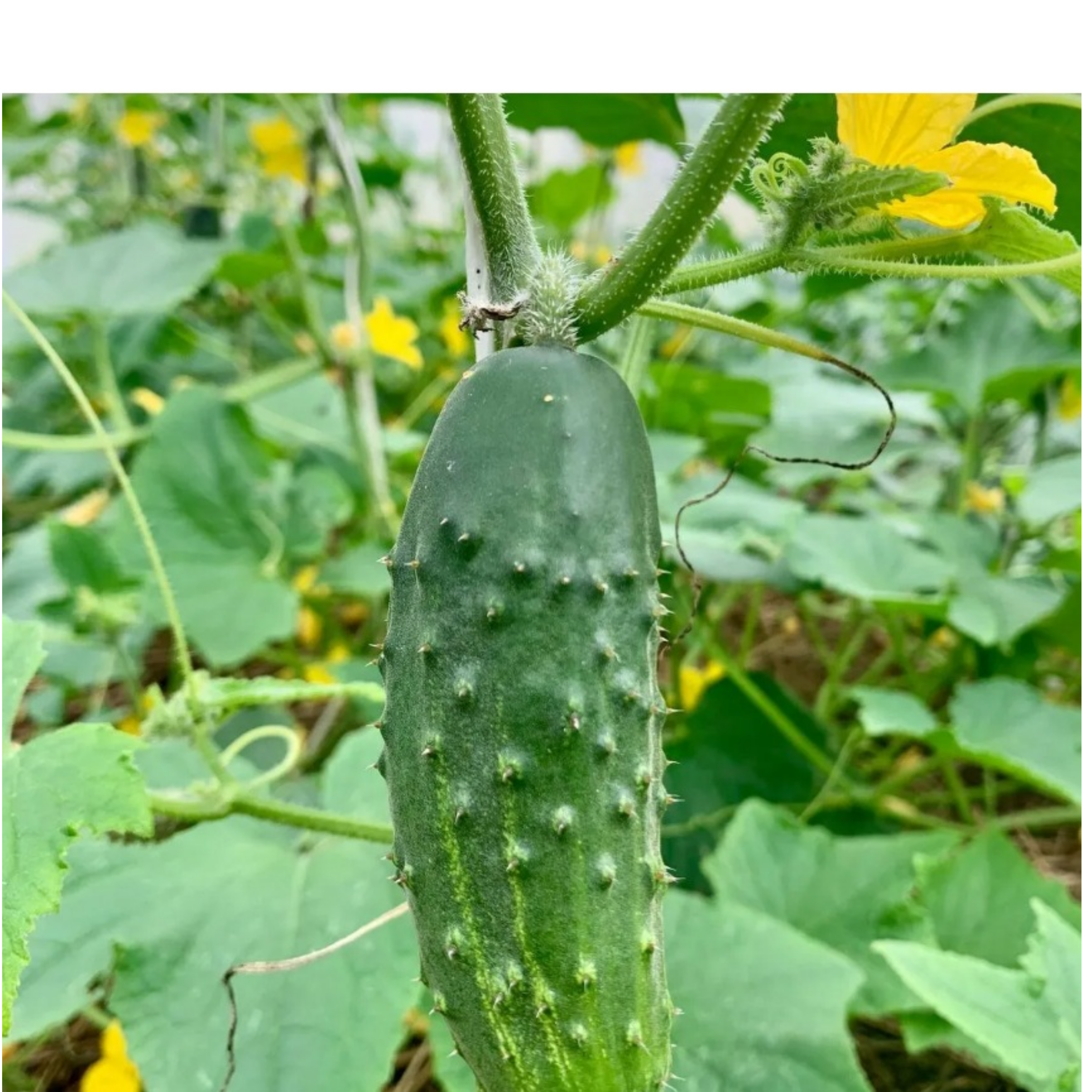 Cucumber Super Customer Seeds