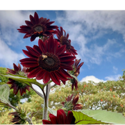 Semillas de Girasol con Chocolate