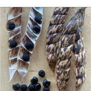 Purple Pigeon Pea Seeds