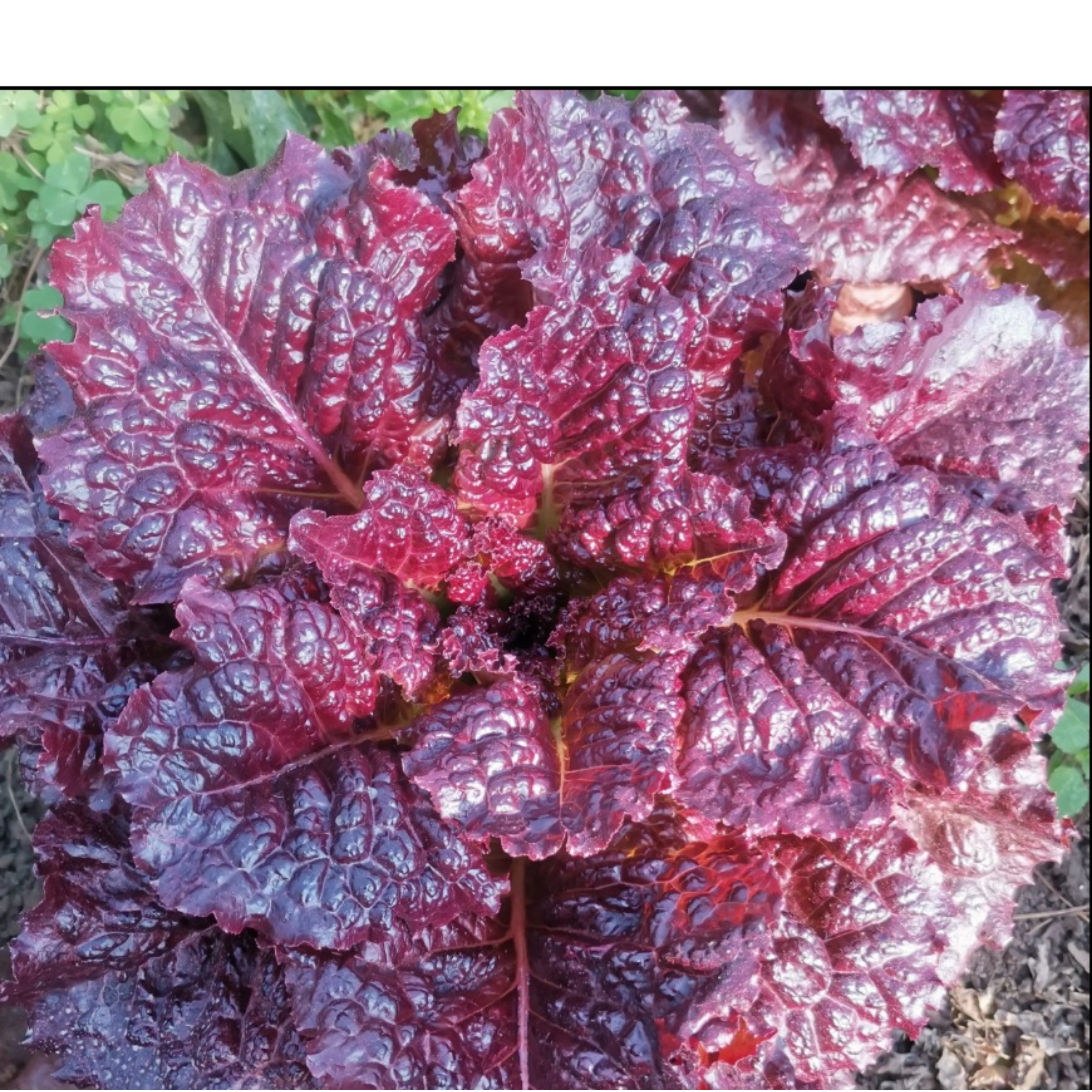 Semillas de Lechuga Merlot
