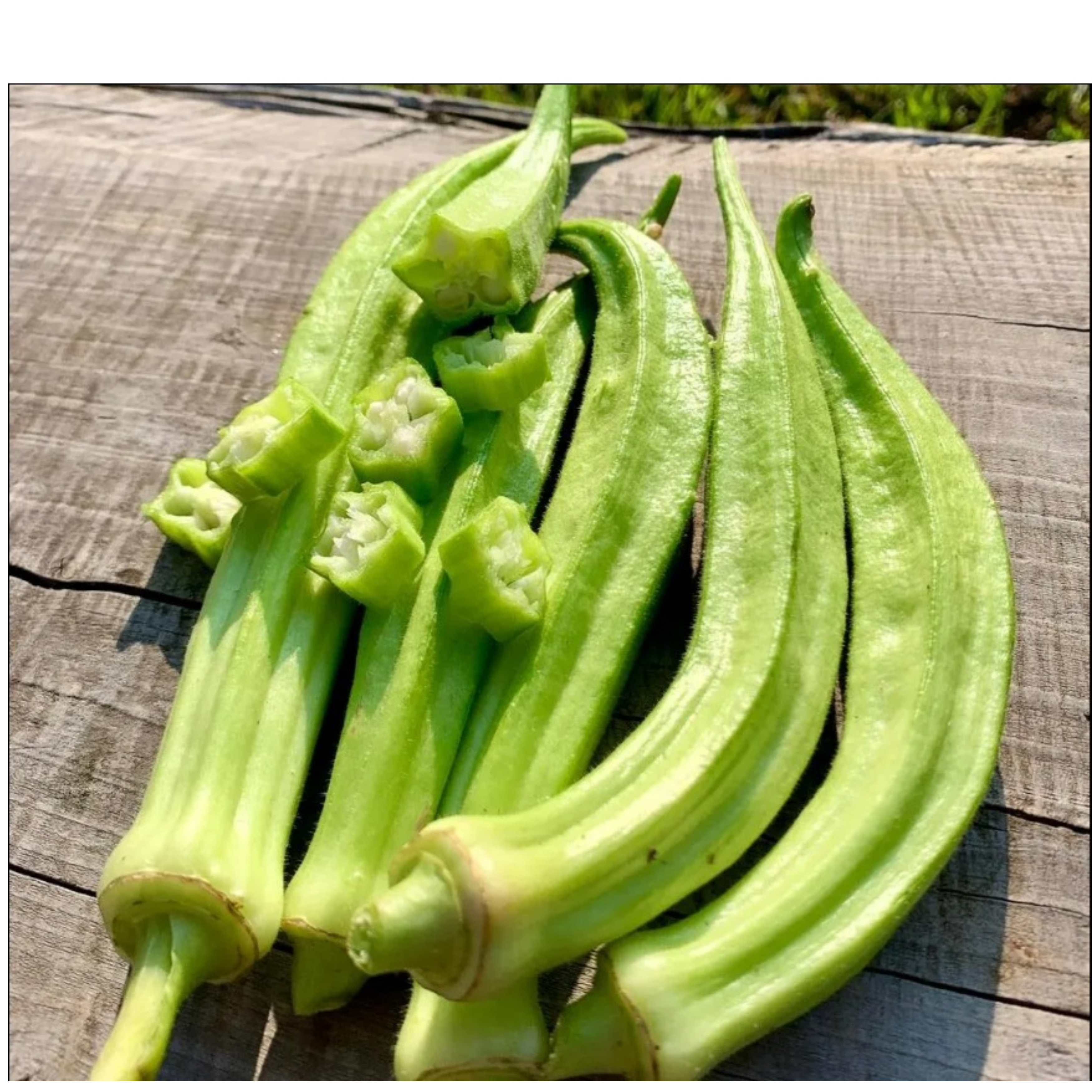 Semillas de Okra Birmana
