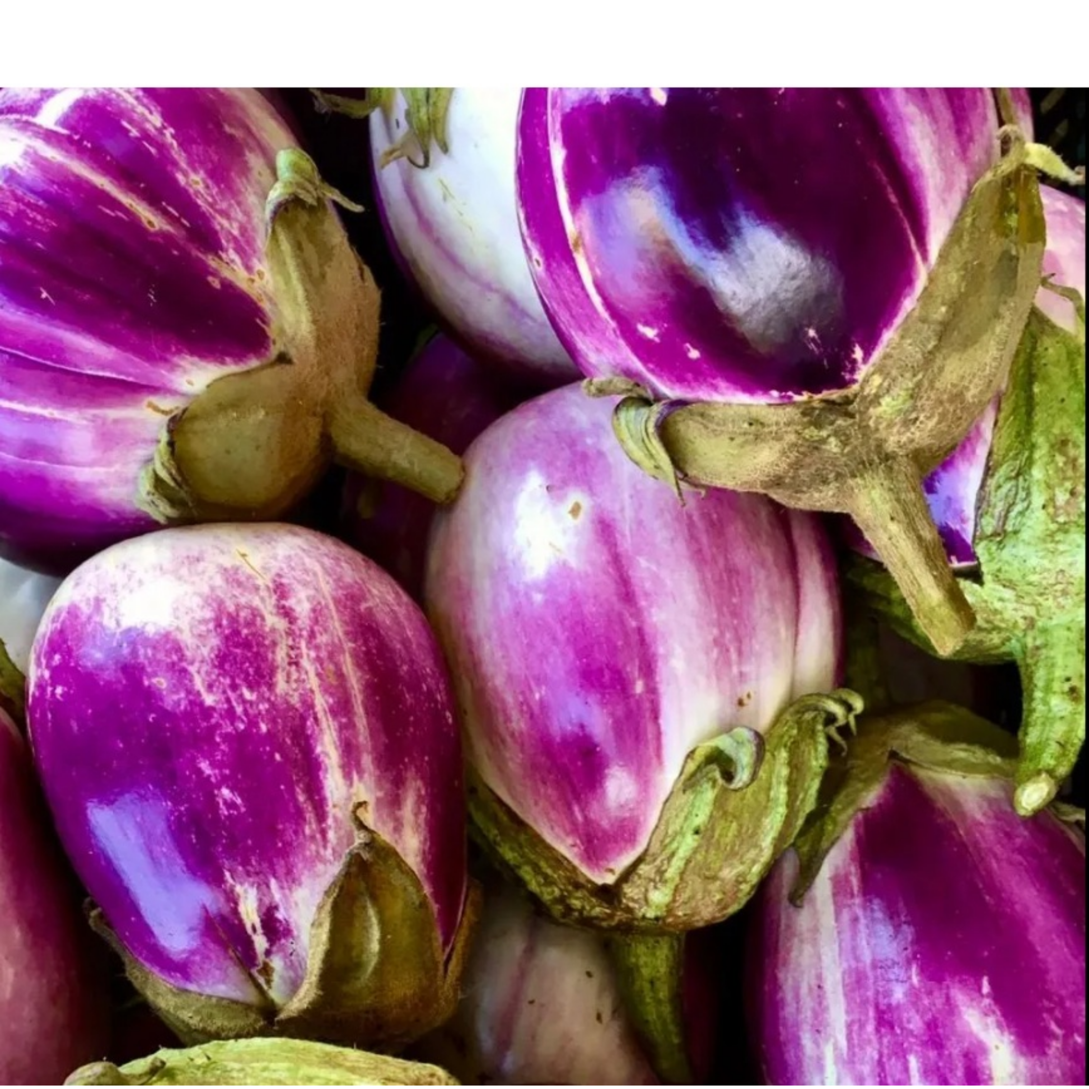 Semillas de Berenjena Rosa Blanca