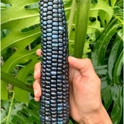 Guatemalan Blue Corn Seeds