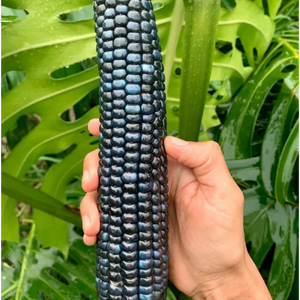Semillas de Maíz Azul Guatemalteco