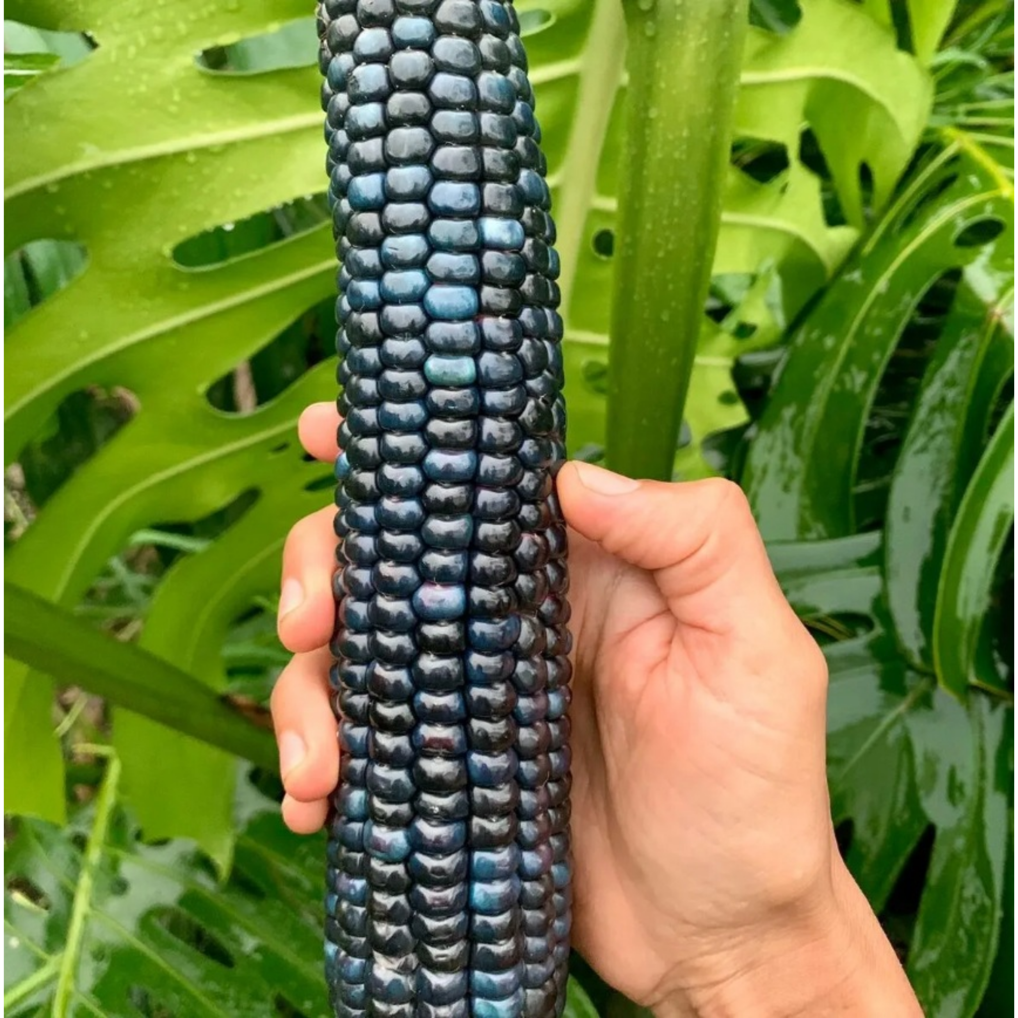 Guatemalan Blue Corn Seeds
