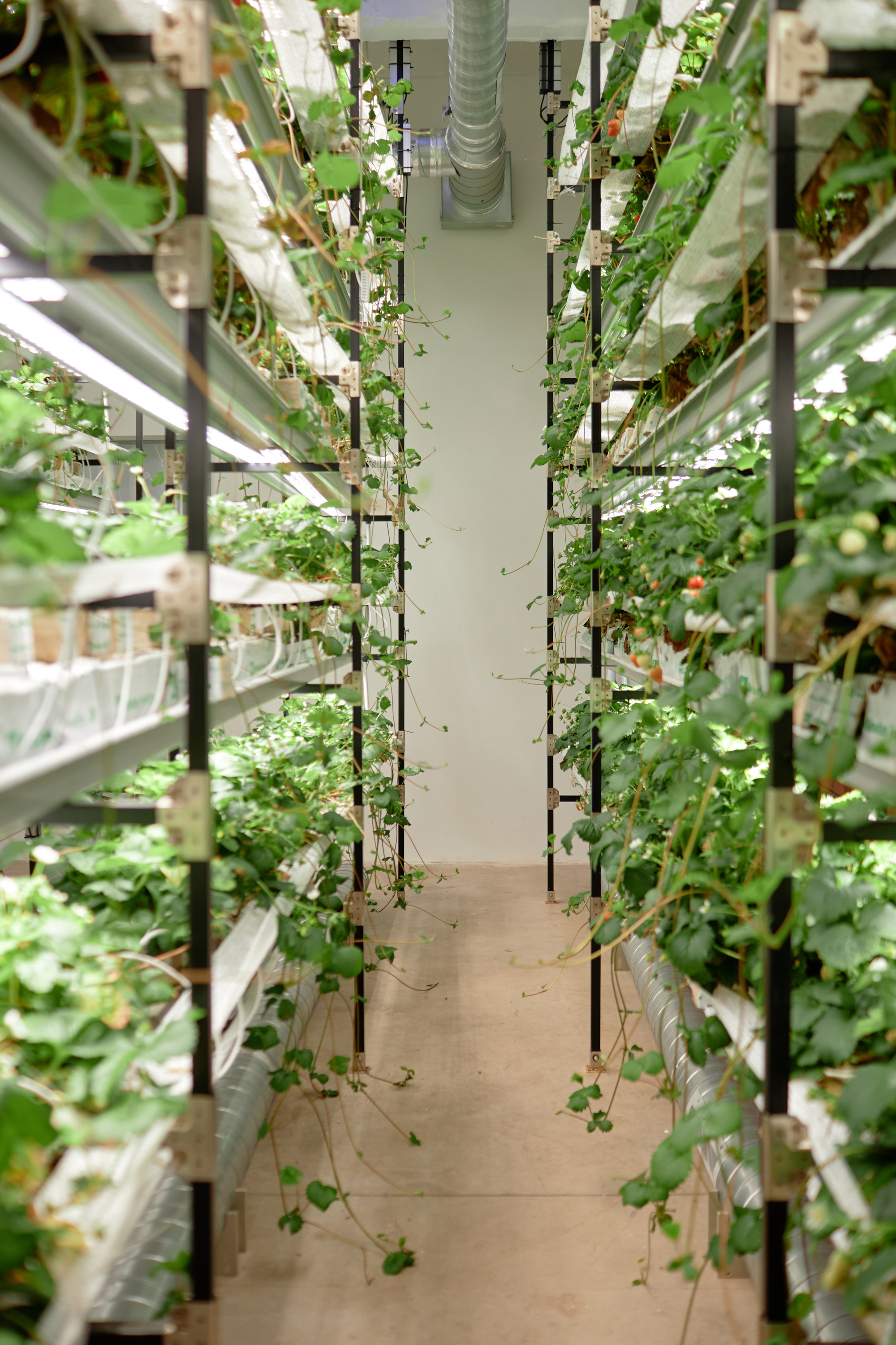 Pachamama Indoor Farming Culture