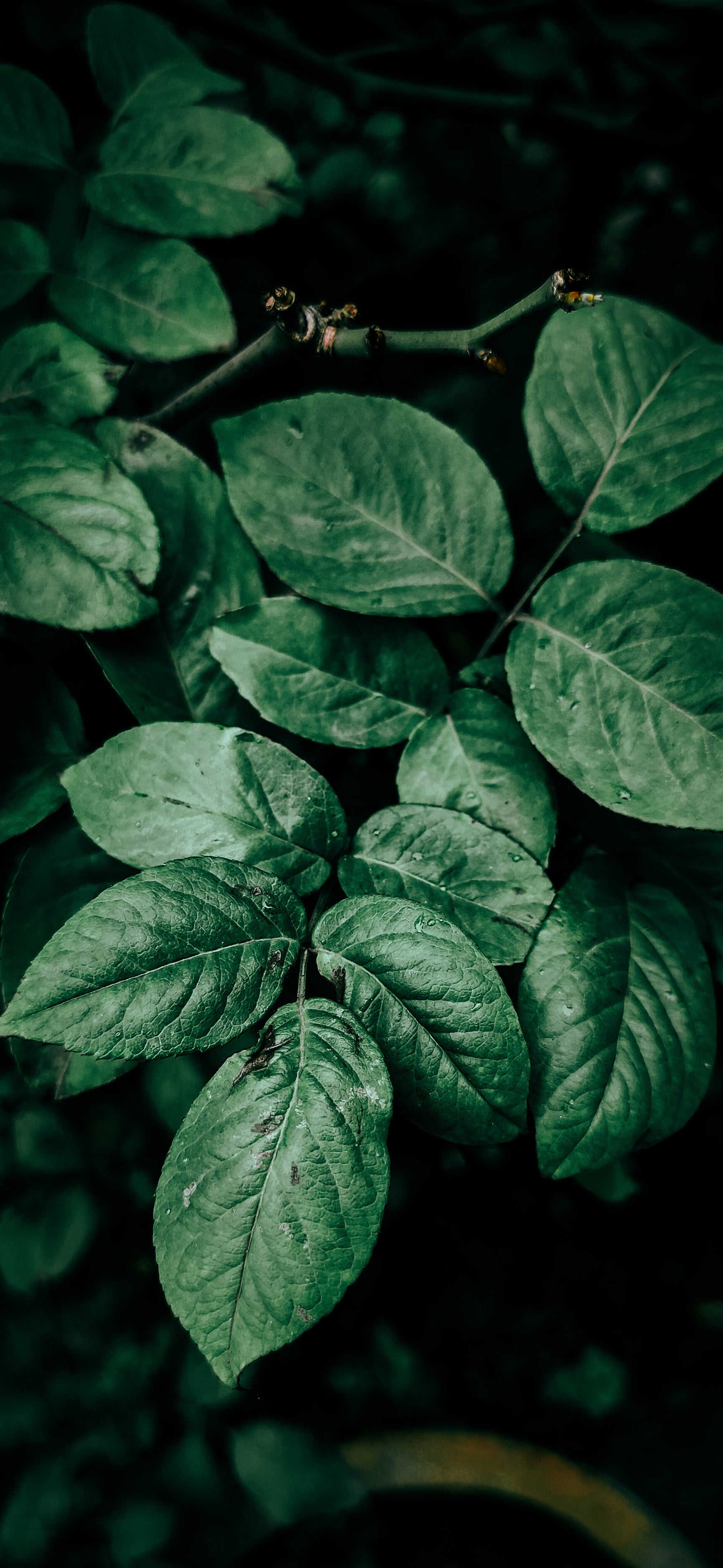 Pachamama Indoor Farming Culture