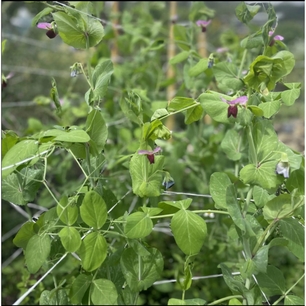 Semillas de Alverja Colombiana — accesorio de jardín y cultivo | Pachamama Costa Rica