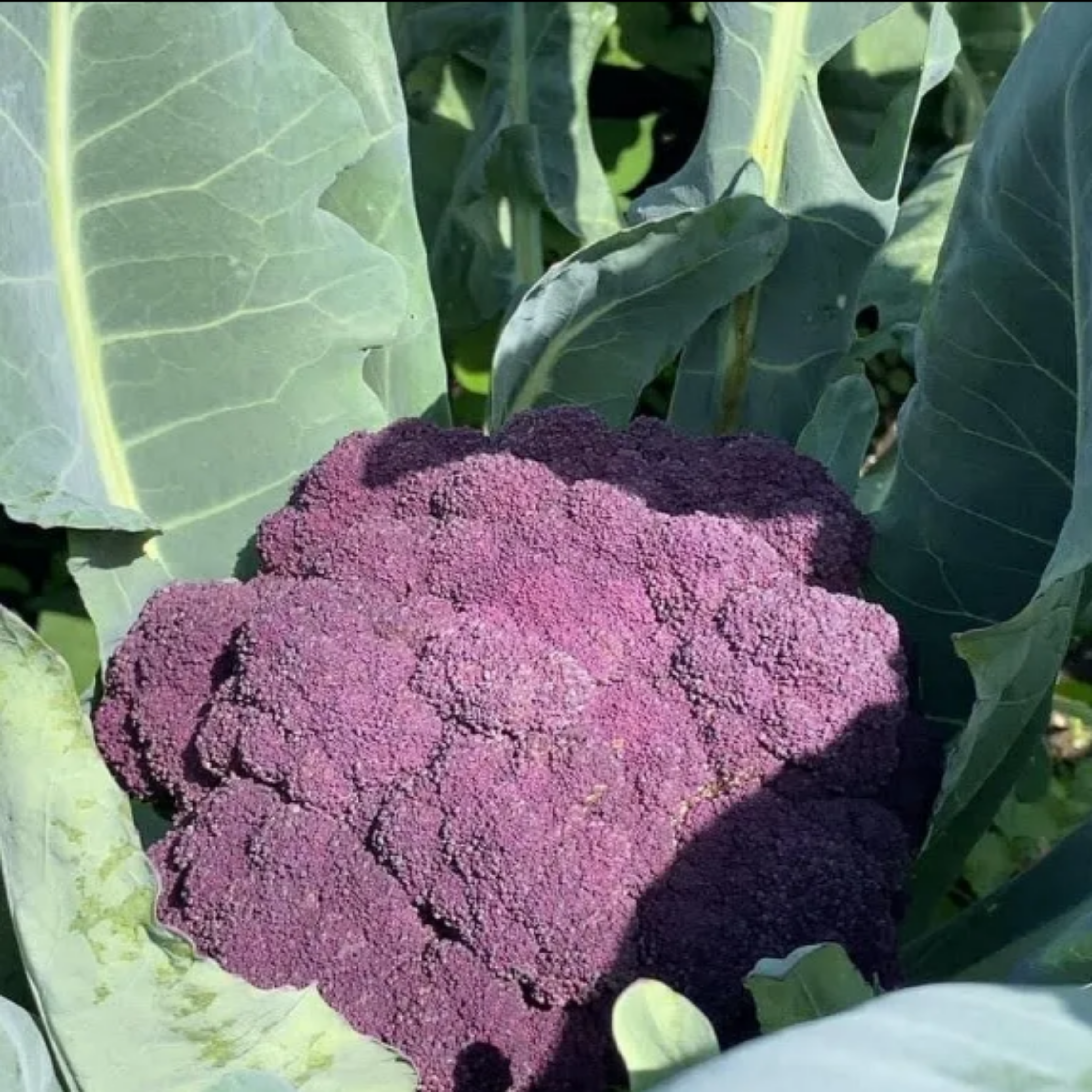 Semillas de Brócoli Rosalin — semillas de hortaliza para huerta