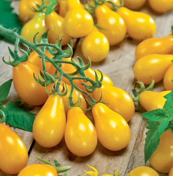 Semillas Tomate Cherry Pera - Pachamama Indoor Farming Culture