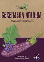 Semillas Berenjena Antigua - Pachamama Indoor Farming Culture