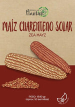 Semillas Maíz Cuarenteno Solar - Pachamama Indoor Farming Culture