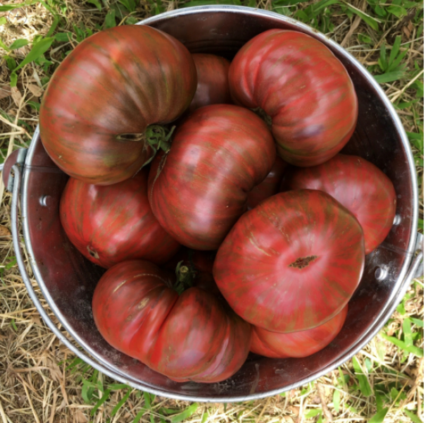 Semillas Tomate Berkeley Rosa - Pachamama Indoor Farming Culture